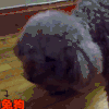 汪星人 狗狗 可爱 萌宠 狗