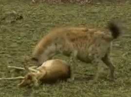 鹿 捕食 装死 逃跑