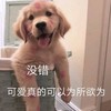 萌宠 汪星人 没错 可爱真的可以为所欲为 搞怪 逗