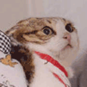 沙雕猫 猫咪 猫 可爱猫 猫表情包 猫咪表情包 小猫