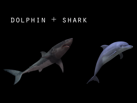 海豚 dolphin 科幻 融合