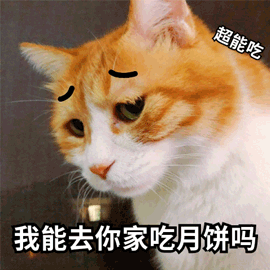 月饼 猫 中秋节