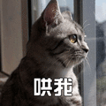 猫 萌宠 喵星人 哄我 生气