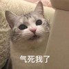 萌宠 猫星人 气死我了 生气 呆萌 可爱