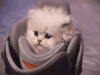 猫 无助 萌 难过