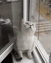 动物 小猫 呆萌 可爱 思考 搞笑