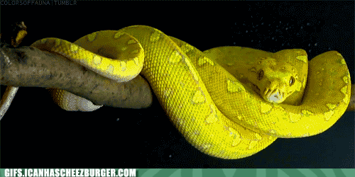 蛇 snake animal 动物