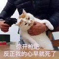 猫咪 喵星人 你开枪吧 心早就死了 斗图 搞笑 生无可恋