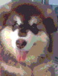 狗狗 调皮 摇头 伸舌头