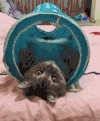 猫咪 喵星人 搞笑 可爱 淘气