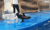 海洋馆 海狮 训练 表演