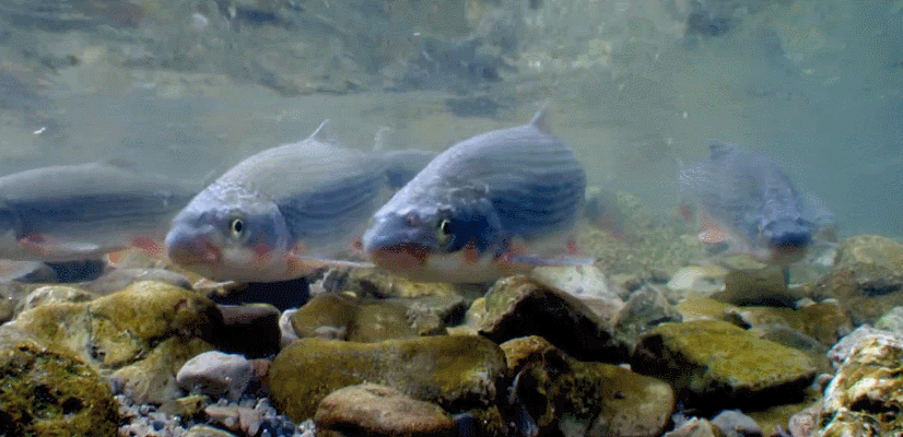 多瑙河-欧洲的亚马逊 好奇 看 纪录片 鱼