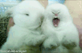 张嘴 可爱 白色 兔子