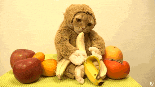猫咪 穿衣服 吃香蕉 搞笑