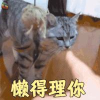 萌宠 猫 懒得理你 生气 猫咪 拒绝 soogif soogif出品