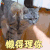 萌宠 猫 懒得理你 生气 猫咪 拒绝 soogif soogif出品