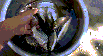 鱼 钓上来的鱼 铁盆