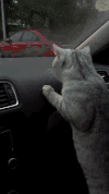 猫咪 玻璃 爪子 雨刷