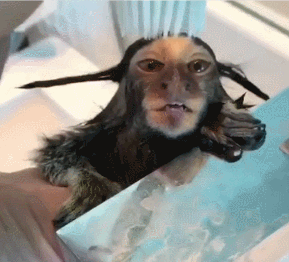 猴子 梳头 享受 发型 搞笑