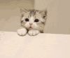 猫咪 喵星人 搞笑 可爱 淘气