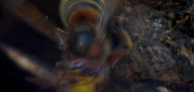 昆虫 神话的森林 纪录片 蜜蜂 采蜜