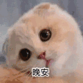 萌宠 猫咪 猫 晚安 晚安猫
