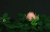 生物学 科学 鲜花 植物学