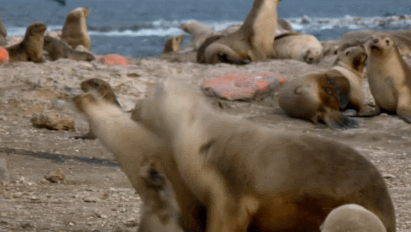 动物 海狮 纪录片