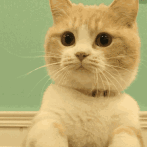 萌宠 猫星人 呆萌 可爱 搞怪