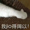 阔以 猫 jio