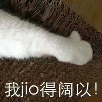 阔以 猫 jio 可以