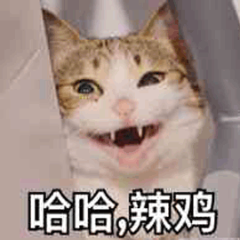 哈哈 辣鸡 猫