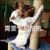 萌宠 猫星人 需要宝宝抱抱 开心 呆萌 可爱