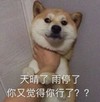 萌宠 汪星人 天晴了雨停了 你又觉得你行了 呆萌 可爱