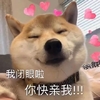 萌宠 汪星人 快亲我 么么哒 沙雕 逗