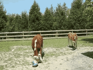 奶牛 足球 草地 运动