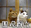 萌宠 喵星人 猫 围观群众