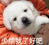 萌宠 汪星人 少烦我 别烦我 呆萌 可爱