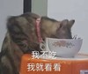 萌娃 猫星人 我不吃 我就看看 呆萌 搞怪