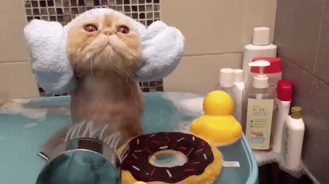 猫咪 洗澡 享受 可爱