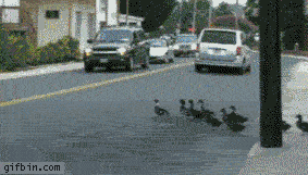 鸭子 穿越 马路 好玩