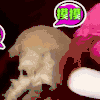 汪星人 可爱 萌宠 狗子
