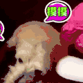 汪星人 可爱 萌宠 狗子