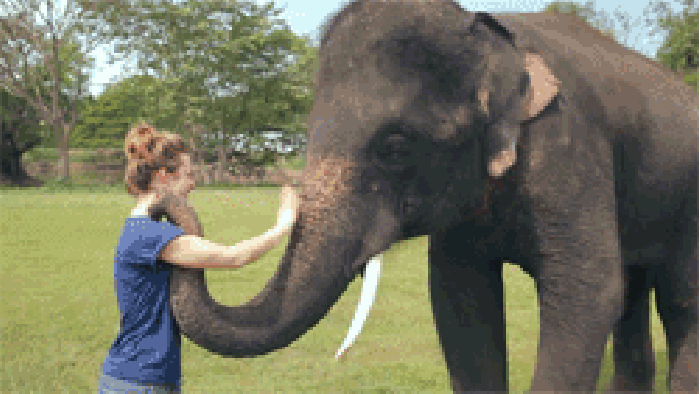 大象 甩鼻子 可爱 玩耍