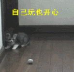 猫咪  玩球    搞笑  可笑