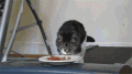猫咪 可爱 萌宠 喵星人