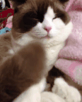 喵星人 萌宠 可爱 猫咪