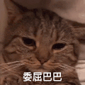 萌宠 猫星人 委屈巴巴 不开心 搞怪 呆萌