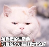 猫咪 这操蛋的生活 要对我这个小猫咪 做什么 小眼睛 不高兴