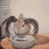 小兔子 吃食 假发 搞笑